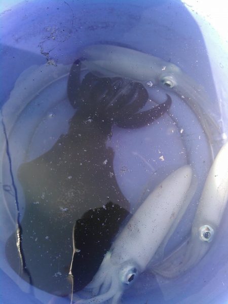 egi王QLive2号銀テープ